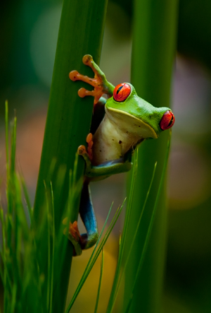 Costa Rica Photography Adventure With Diane Kelsay And Bob Harvey Of 