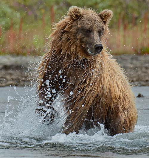 Katmai Alaska Bears Nature Photography Adventure, with Diane Kelsay and ...