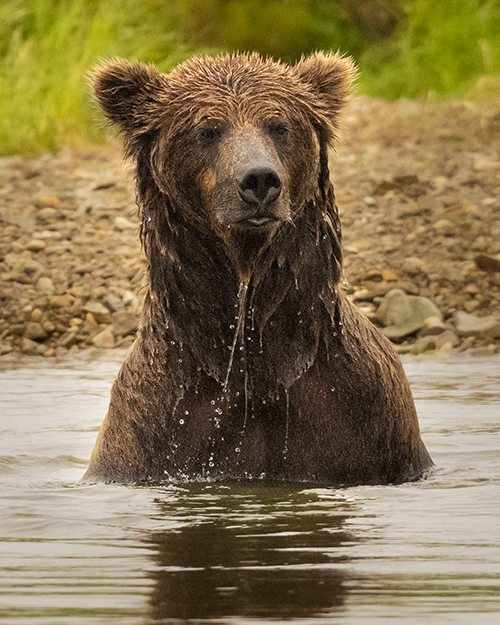 Katmai Alaska Bears Nature Photography Adventure, with Diane Kelsay and ...