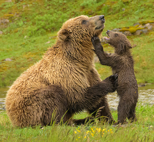 Katmai Alaska Bears Nature Photography Adventure, with Diane Kelsay and ...