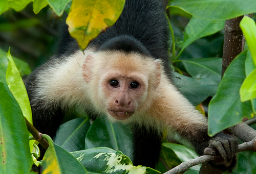 Costa Rica Photography Adventure with Diane Kelsay and Bob Harvey of ...