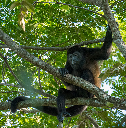 Costa Rica Photography Adventure with Diane Kelsay and Bob Harvey of ...