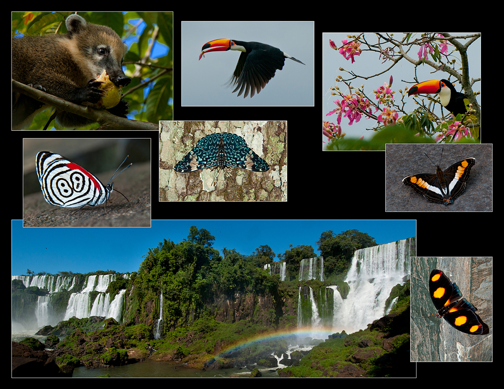 NaturephotographyAdventures.com - Images from Iguazu Falls Page 5